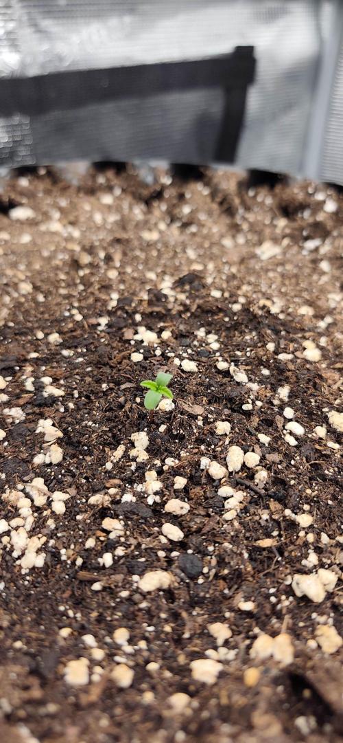 Strawberry Auto Unknown OA Seed. Week 0