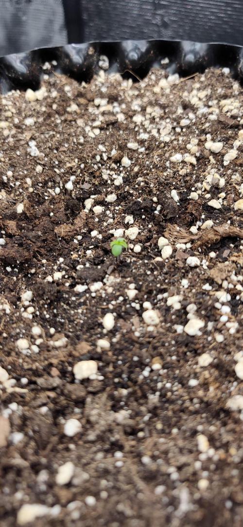Strawberry Auto Unknown OA Seed. Week 0