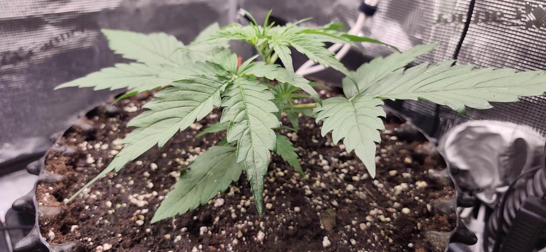 Strawberry Auto Unknown OA Seed. Week 1