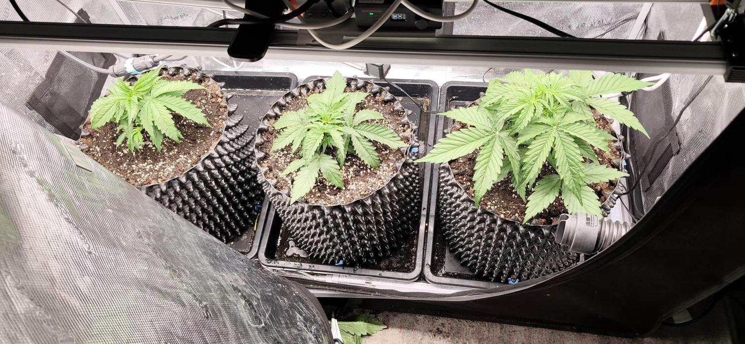 Strawberry Auto Unknown OA Seed. Week 2