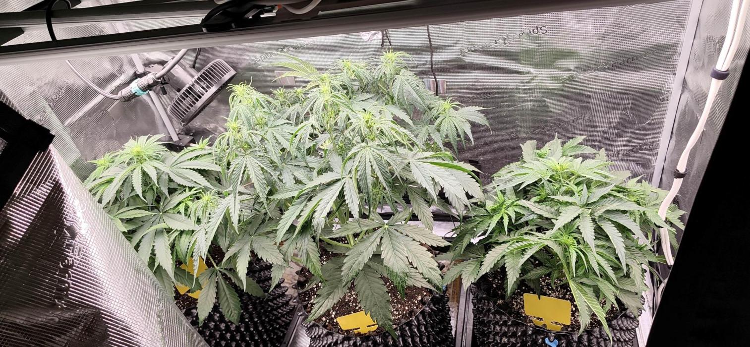 Strawberry Auto Unknown OA Seed. Week 3