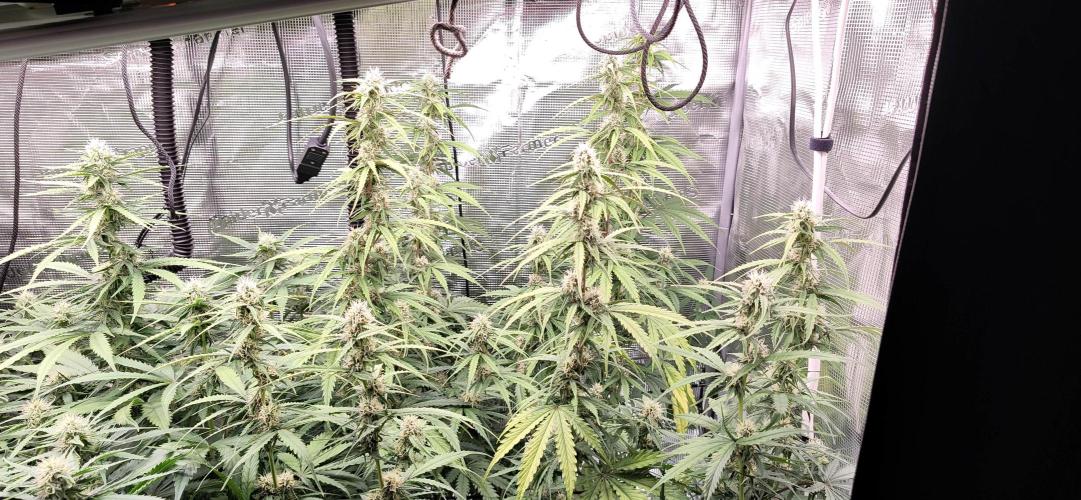 Strawberry Auto Unknown OA Seed. Week 5