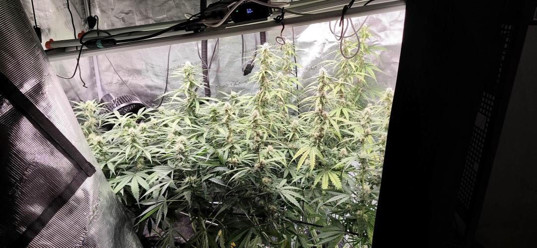 Strawberry Auto Unknown OA Seed. Week 5