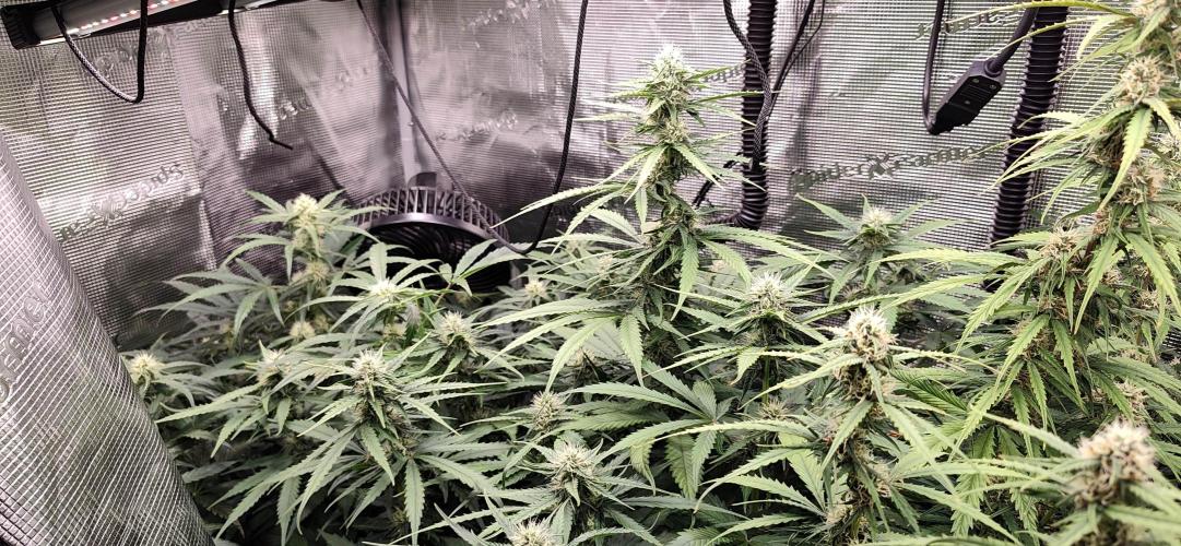 Strawberry Auto Unknown OA Seed. Week 5