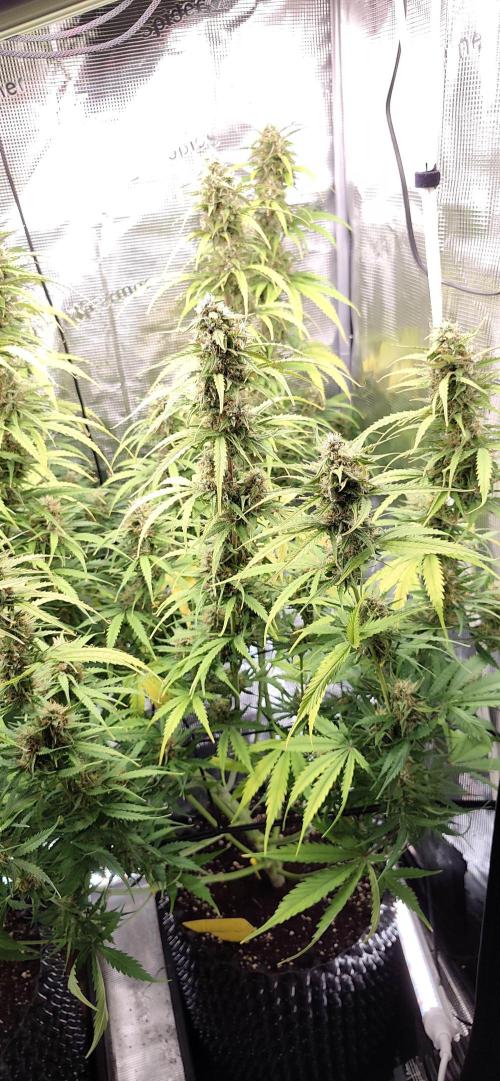 Strawberry Auto Unknown OA Seed. Week 6