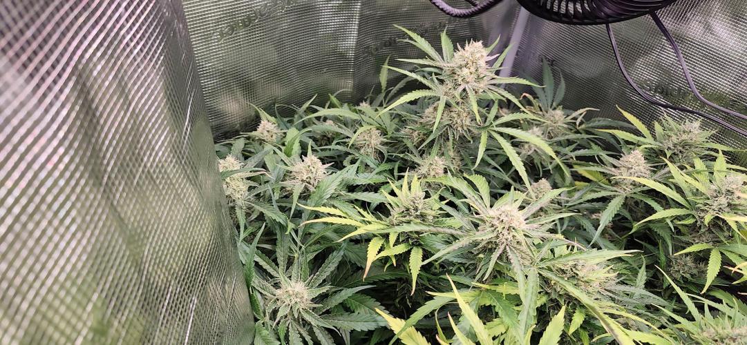 Strawberry Auto Unknown OA Seed. Week 6
