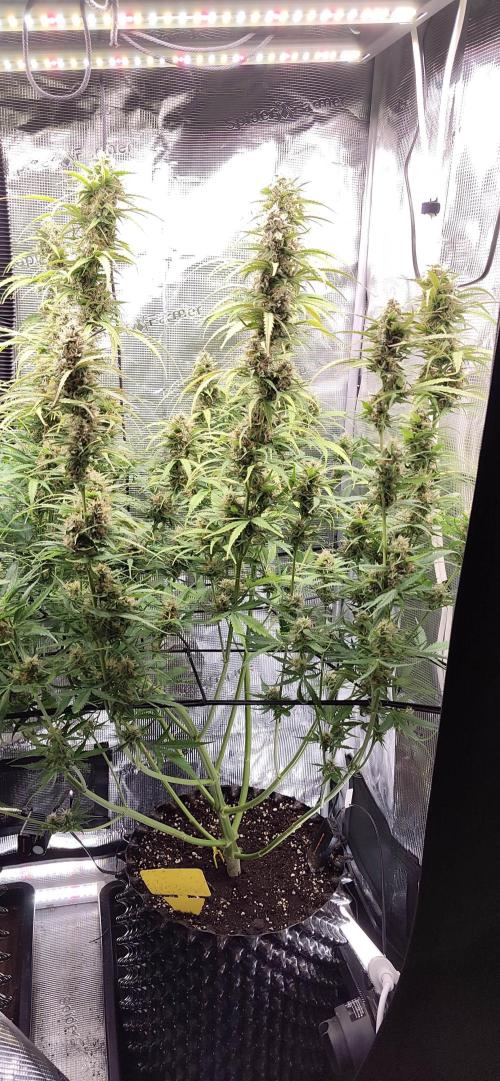 Strawberry Auto Unknown OA Seed. Week 6