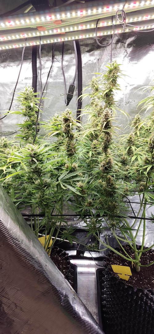 Strawberry Auto Unknown OA Seed. Week 6