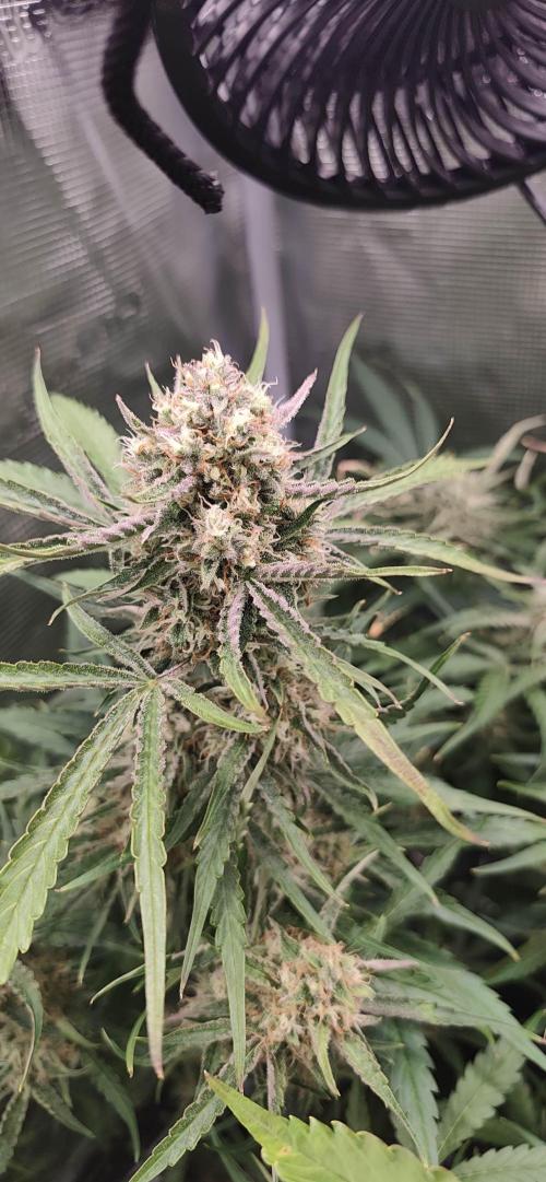 Strawberry Auto Unknown OA Seed. Week 7 - nice one .... 