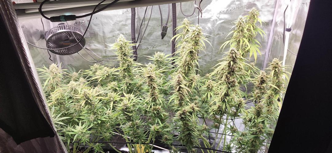 Strawberry Auto Unknown OA Seed. Week 7