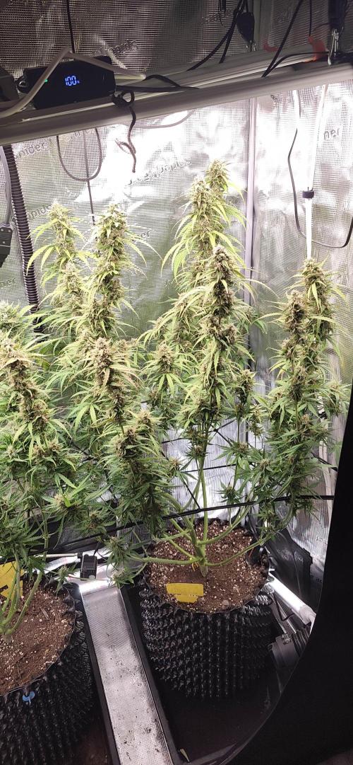 Strawberry Auto Unknown OA Seed. Week 7