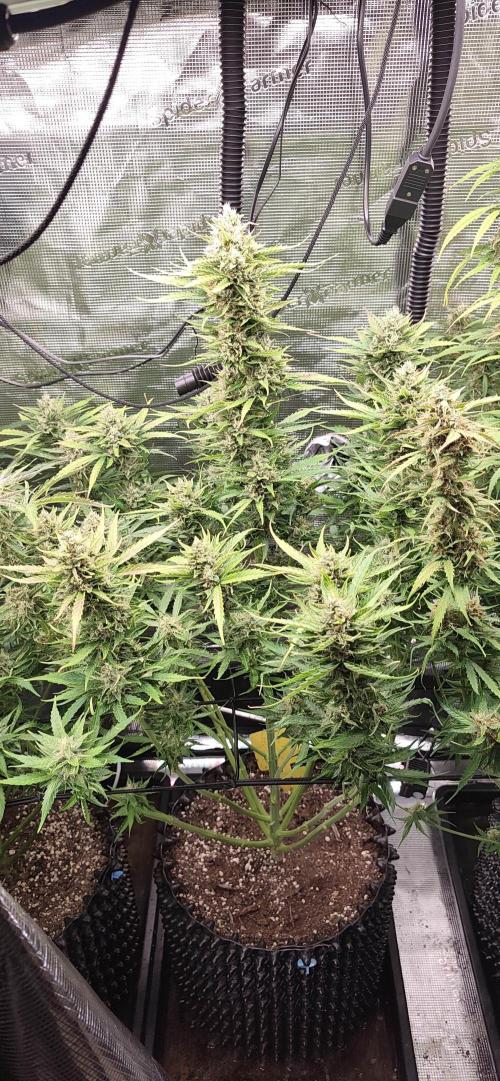 Strawberry Auto Unknown OA Seed. Week 7