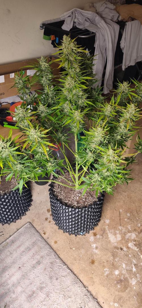 Strawberry Auto Unknown OA Seed. Week 8
