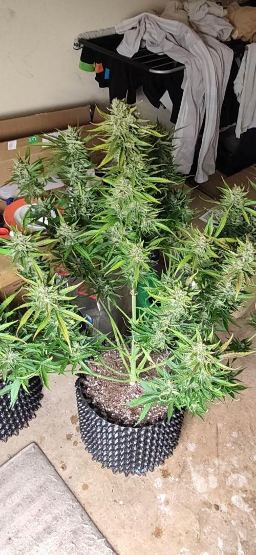 Strawberry Auto Unknown OA Seed. Week 8