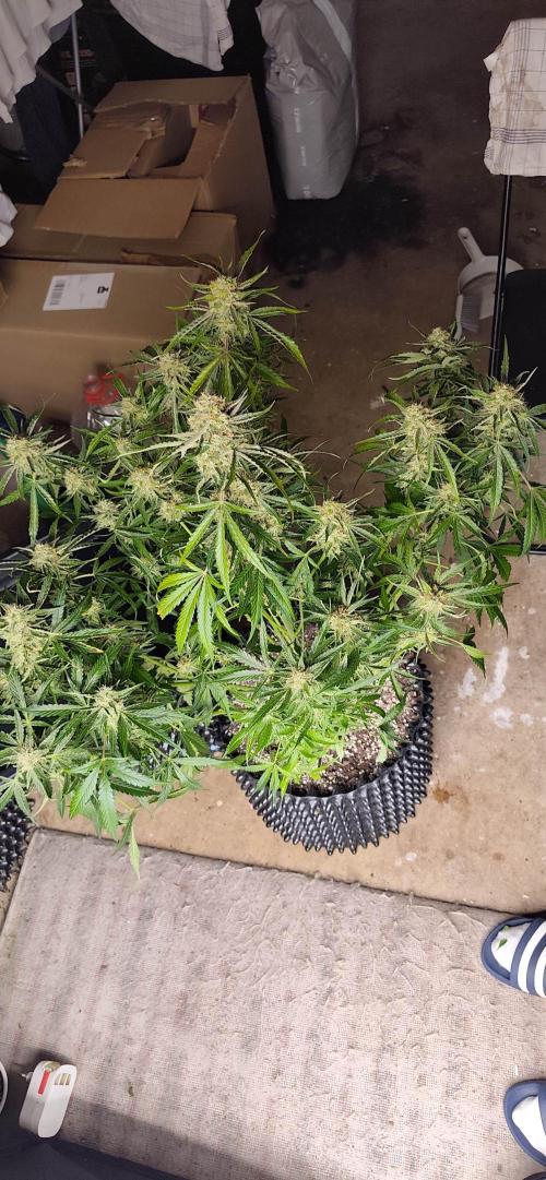 Strawberry Auto Unknown OA Seed. Week 8