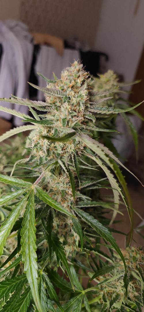 Strawberry Auto Unknown OA Seed. Week 8