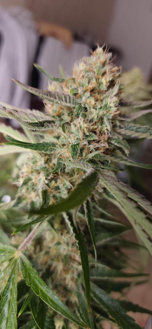 Strawberry Auto Unknown OA Seed. Week 8
