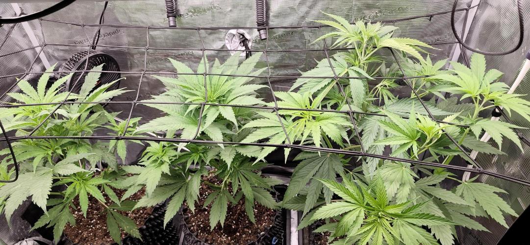 Grow Tent 2.3x2.3x5.2 (70x70x160 cm). Week 4