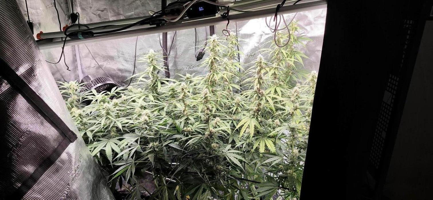 Strawberry Auto Unknown OA Seed. Week 4
