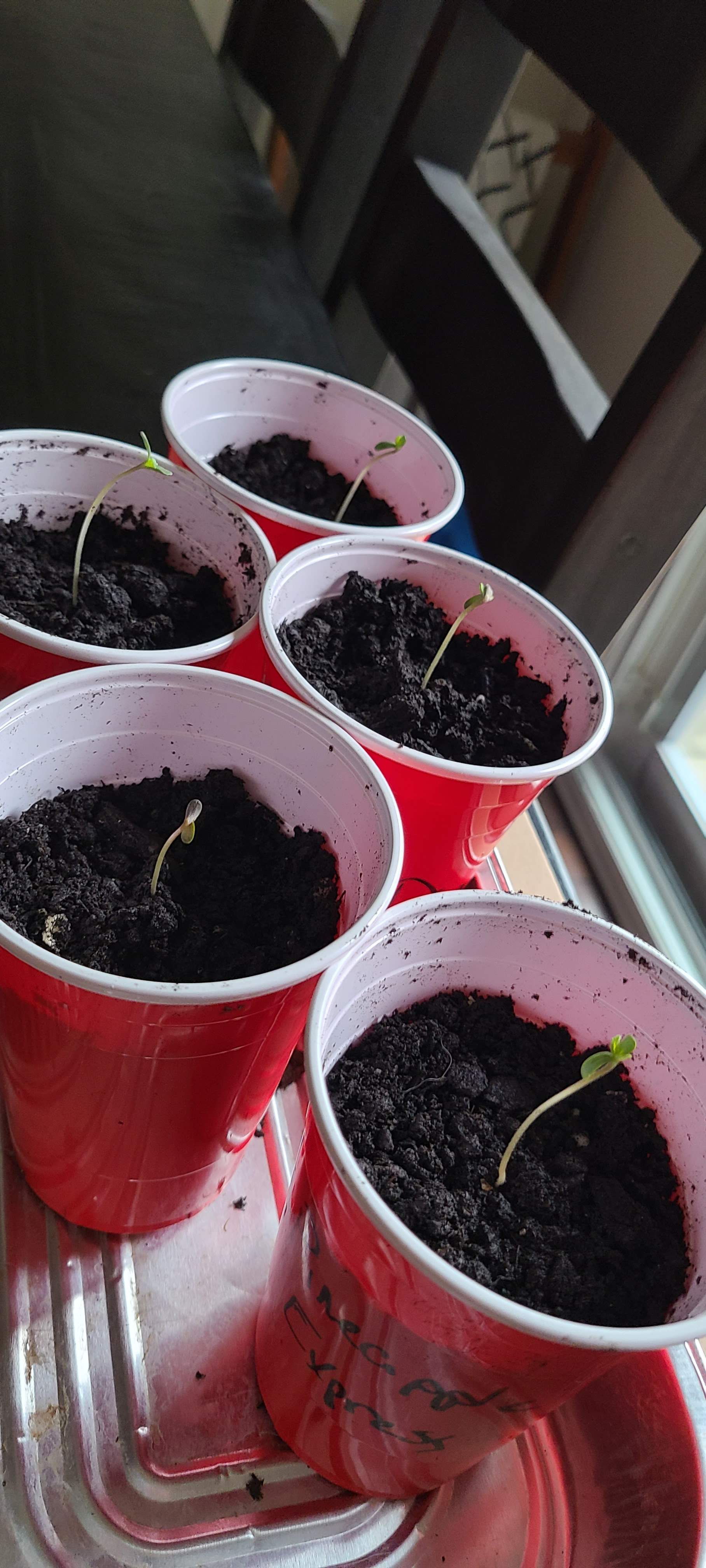 Pineapple express grow diary (journal) week1 by Chefskip GrowDiaries