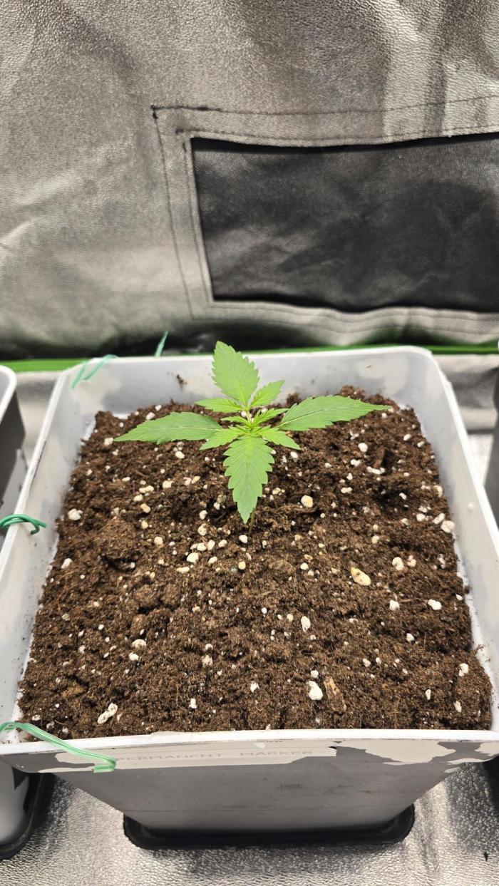 Dognabis Cup #007. Week 2