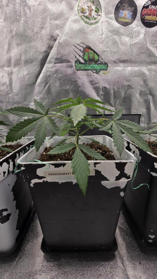 Dognabis Cup #007. Week 3