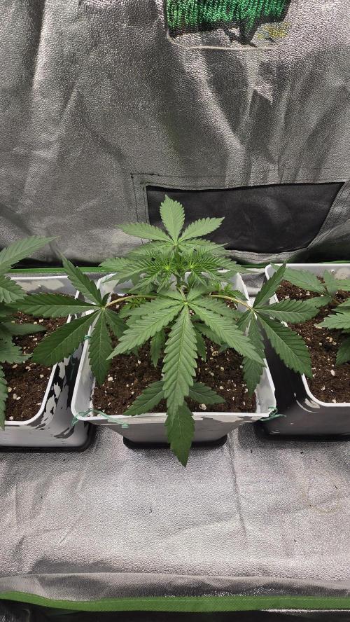 Dognabis Cup #007. Week 3