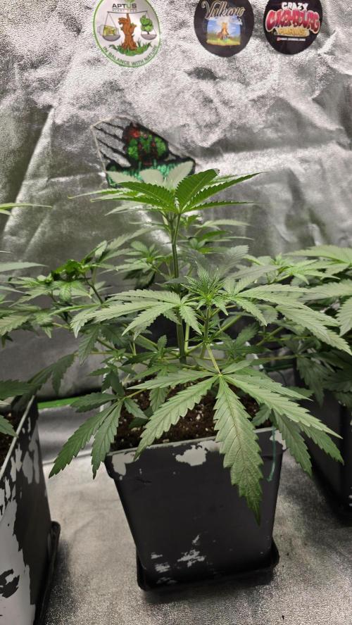 Dognabis Cup #007. Week 4