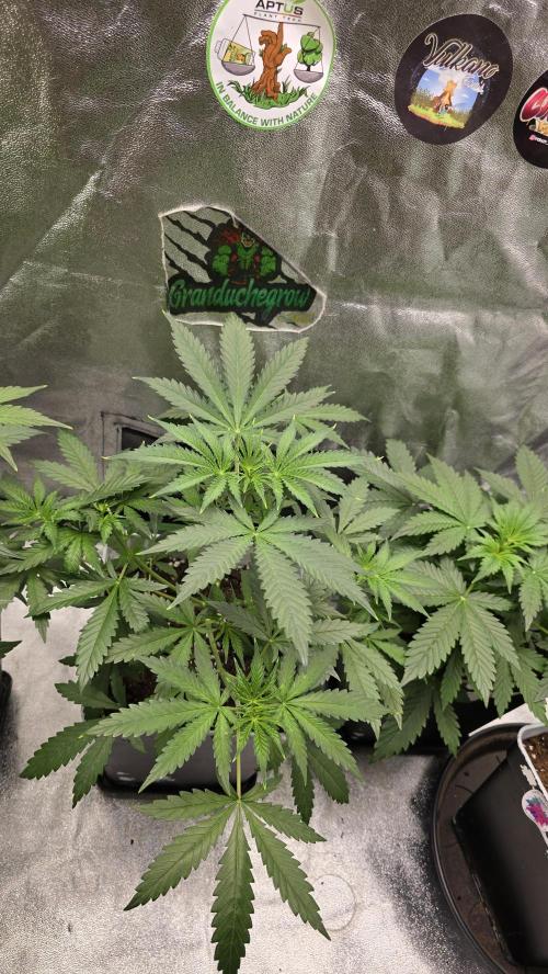 Dognabis Cup #007. Week 4