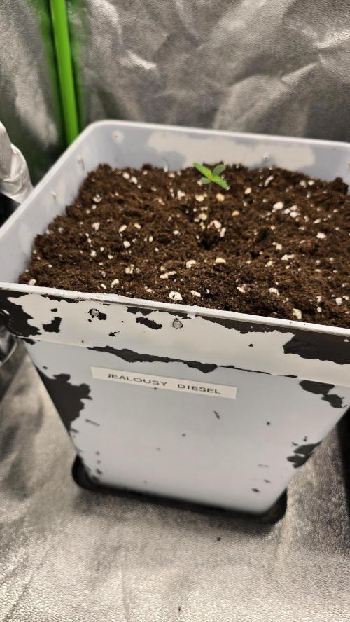 Dognabis Cup #007. Week 1