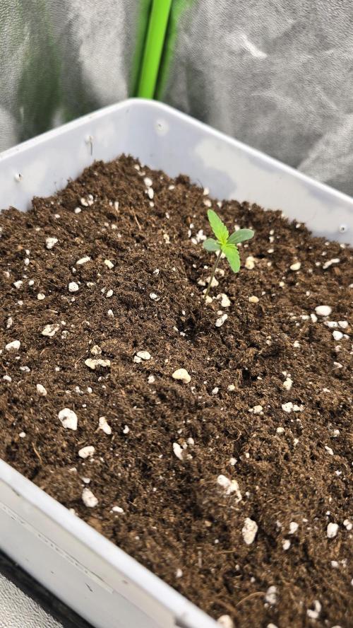 Dognabis Cup #007. Week 1