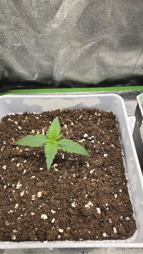 Dognabis Cup #007. Week 2