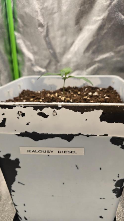 Dognabis Cup #007. Week 2