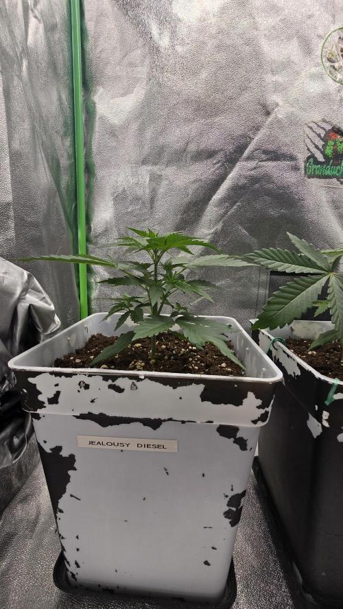 Dognabis Cup #007. Week 3