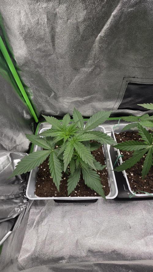 Dognabis Cup #007. Week 3