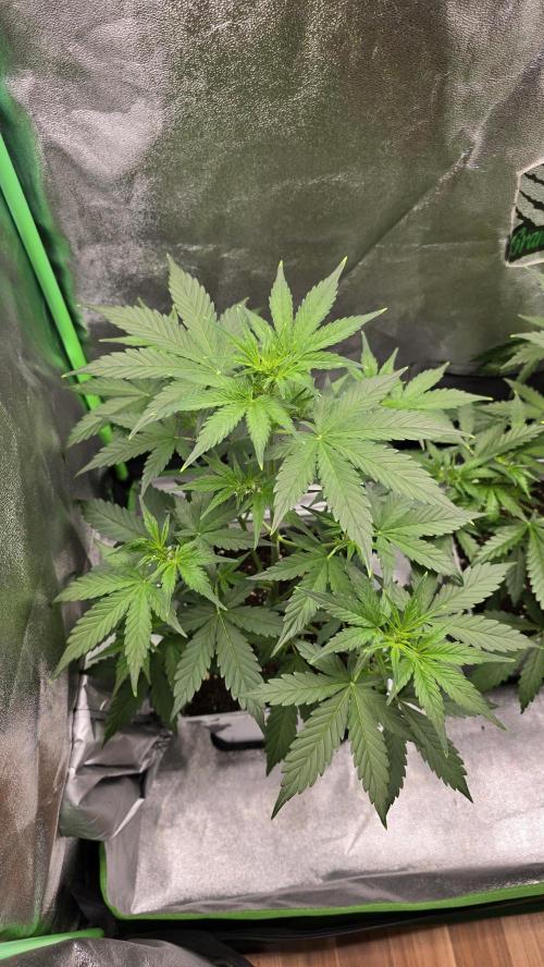 Dognabis Cup #007. Week 4