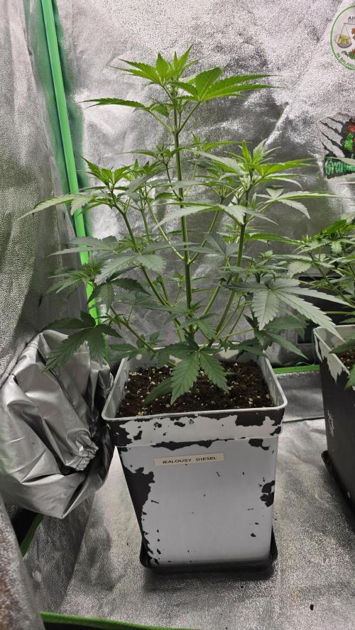 Dognabis Cup #007. Week 4