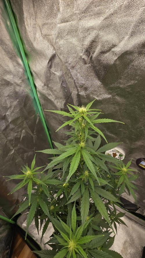 Dognabis Cup #007. Week 5