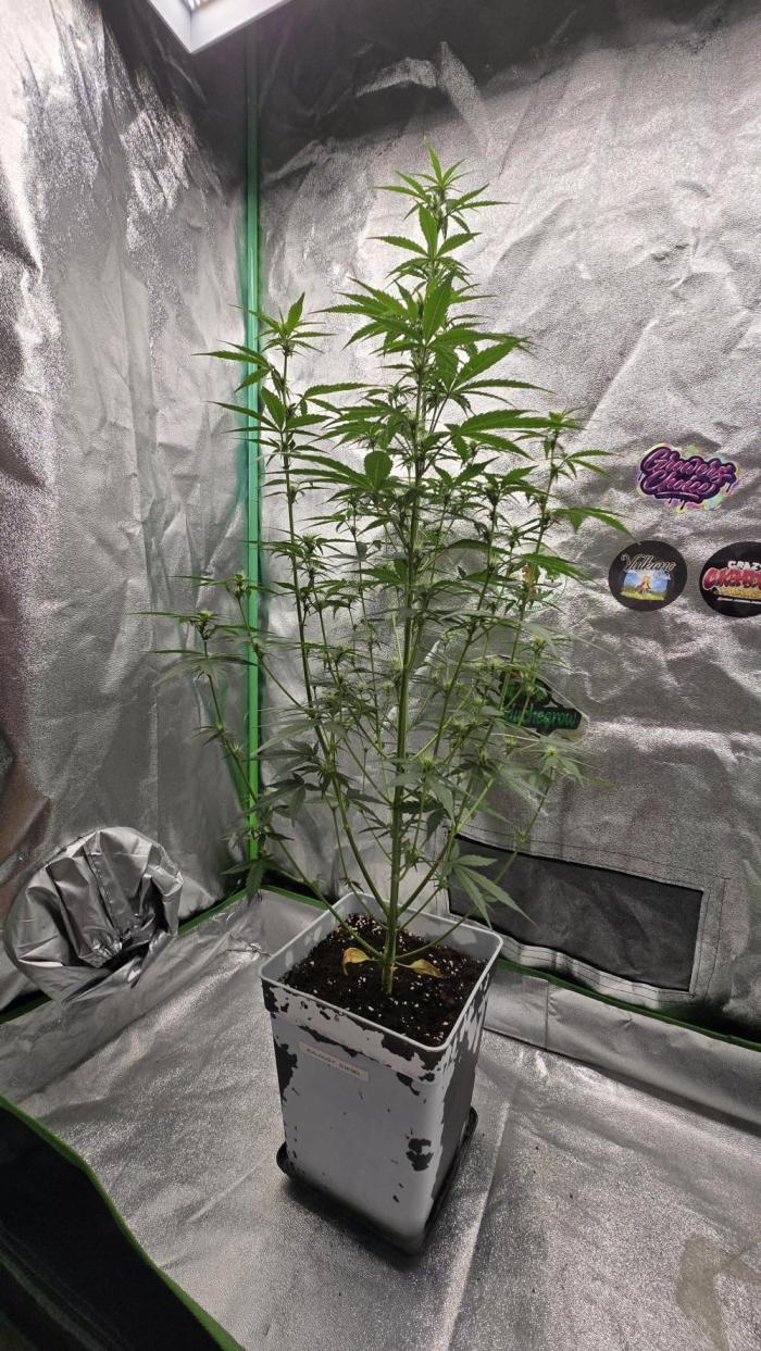 Dognabis Cup #007. Week 6