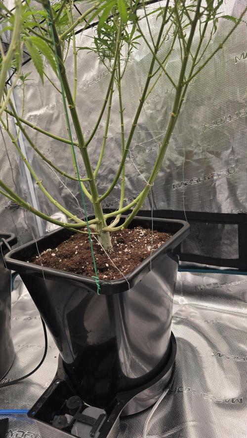 Dognabis Cup #007. Week 11