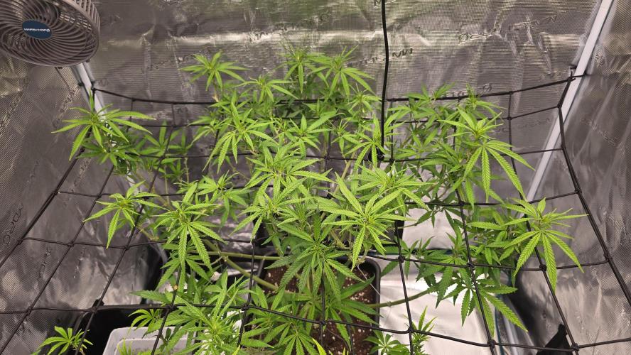 Dognabis Cup #007. Week 11