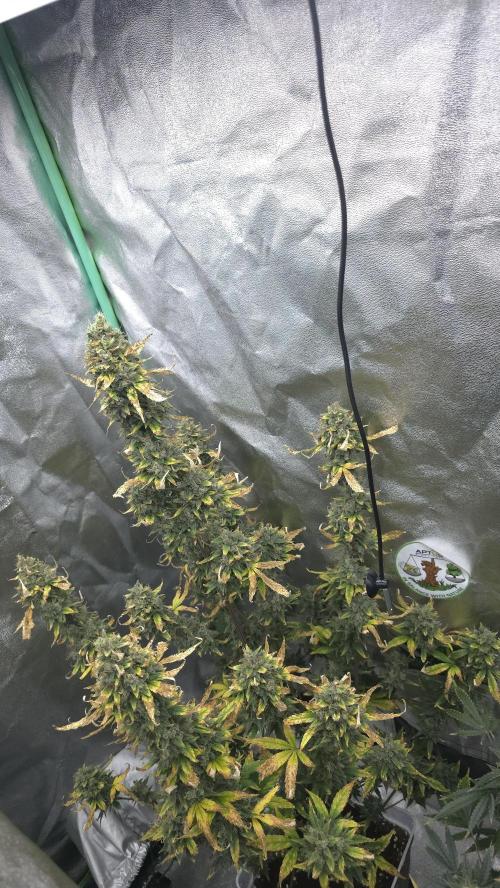 Dognabis Cup #007. Week 11