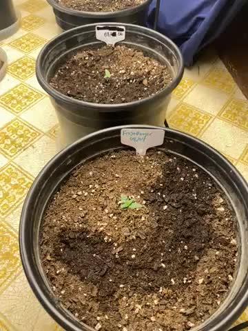 All fast buds PC,SJ,GC,FB