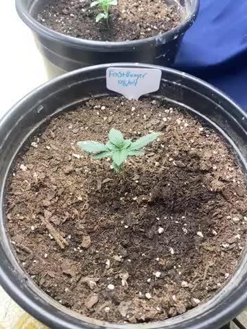 All fast buds PC,SJ,GZ,FB