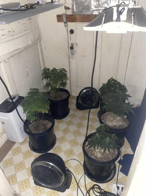 Blimburn and Premium Cultivars. Week 1 - Permanent MarkerxBanana Cream ,2 sleepy Joe OG ,cereal milk and Gator breath 