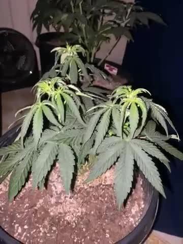 Blimburn and Premium Cultivars