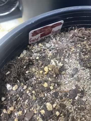 Blimburn and Premium Cultivars