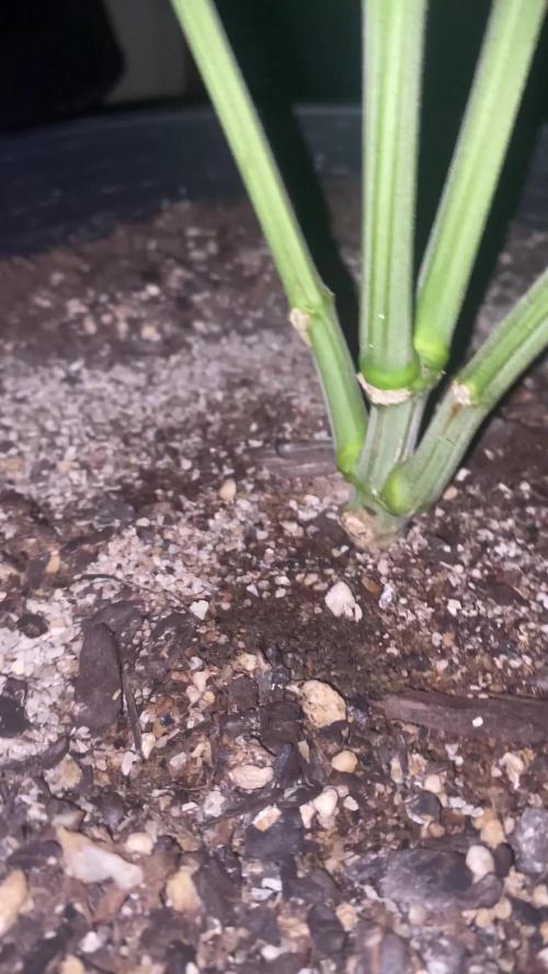 Blimburn and Premium Cultivars