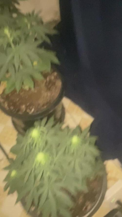 Blimburn and Premium Cultivars