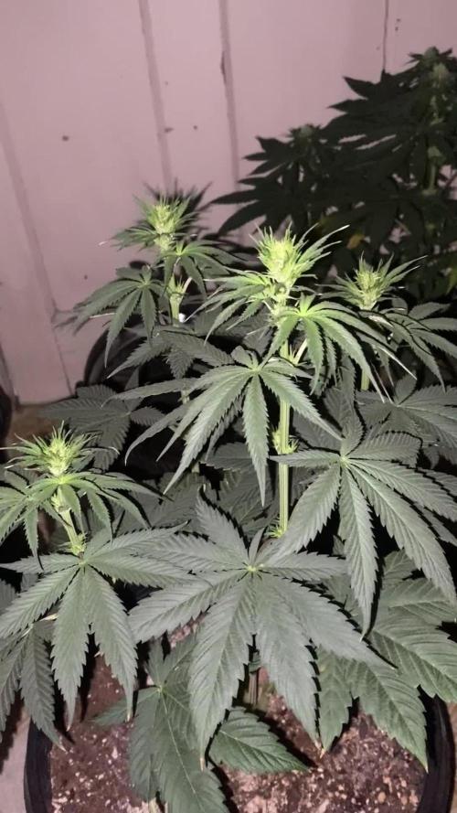 Blimburn and Premium Cultivars